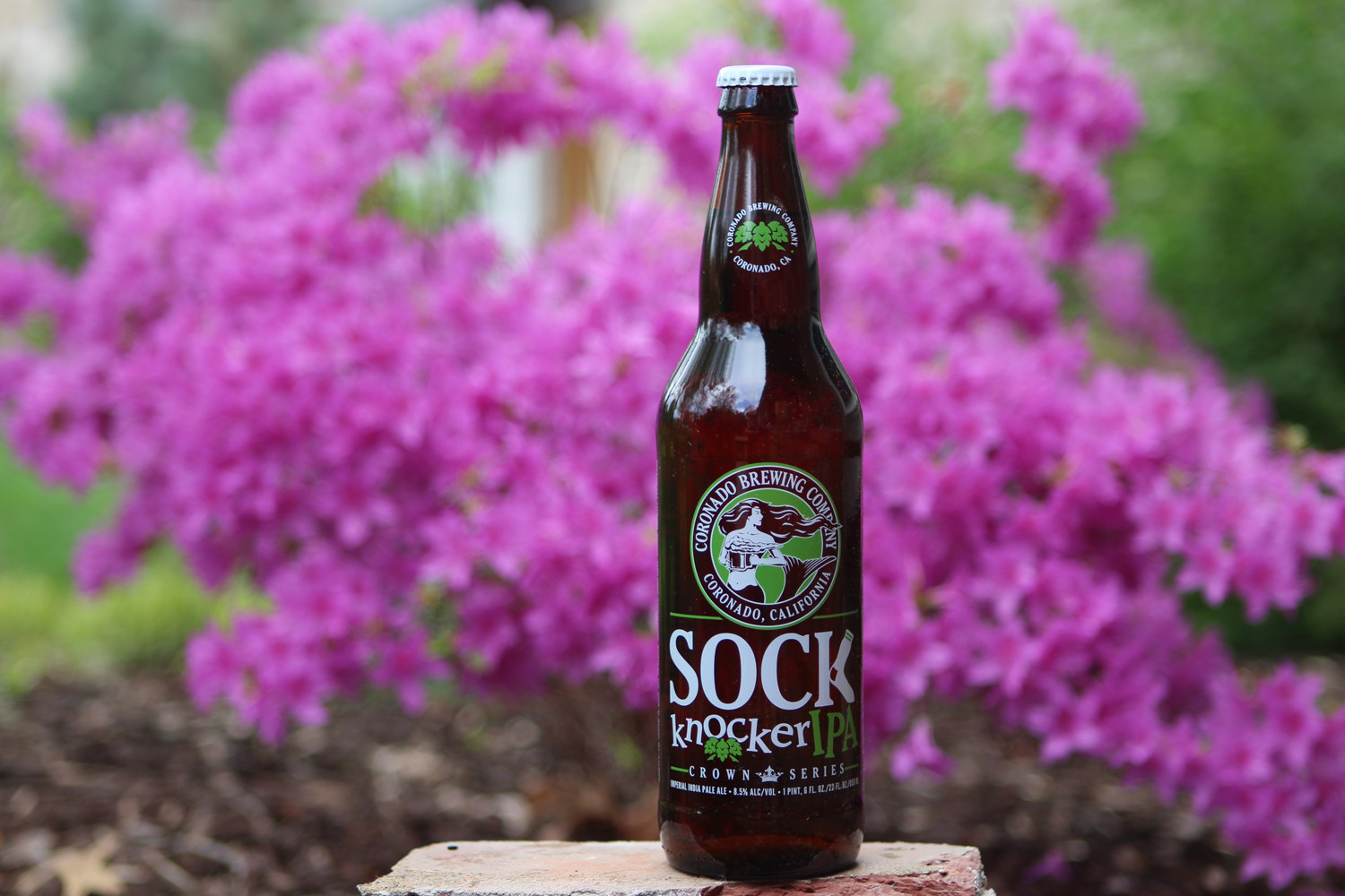 Sock Knocker IPA from Coronado Brewing is a summer imperial seasonal beer.